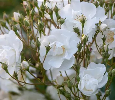 Rosa 'Bobby James' KL VI Rosa 'Bobby James' KL VI