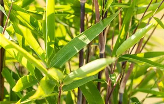 Phyllostachys nigra punctata