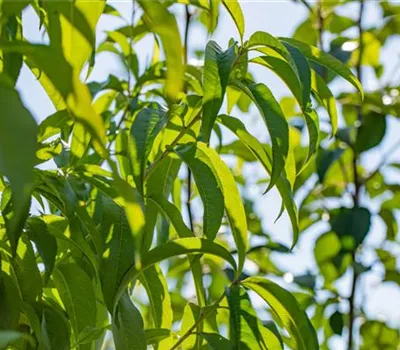Prunus persica 'Früher Rt.Ingelh.' CAC