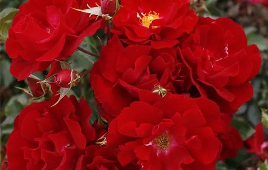 Rosa 'Mainaufeuer' -R- BDR III