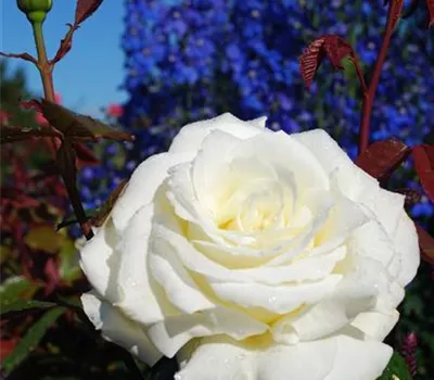 Rosa 'Memoire' -R- TH III