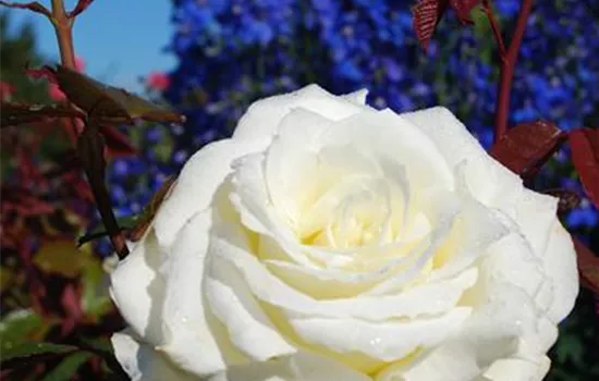 Rosa 'Memoire' -R- TH III