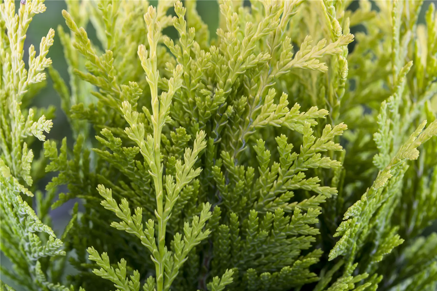 Heckenpflanzen Heckenpflanzen