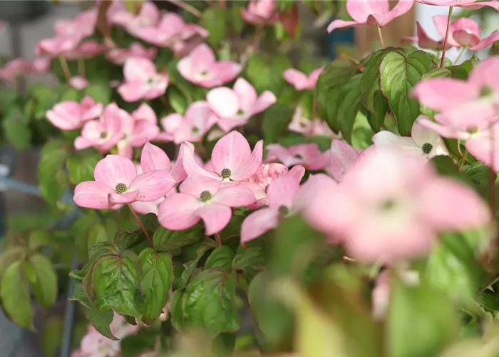 Laubsträucher Laubsträucher