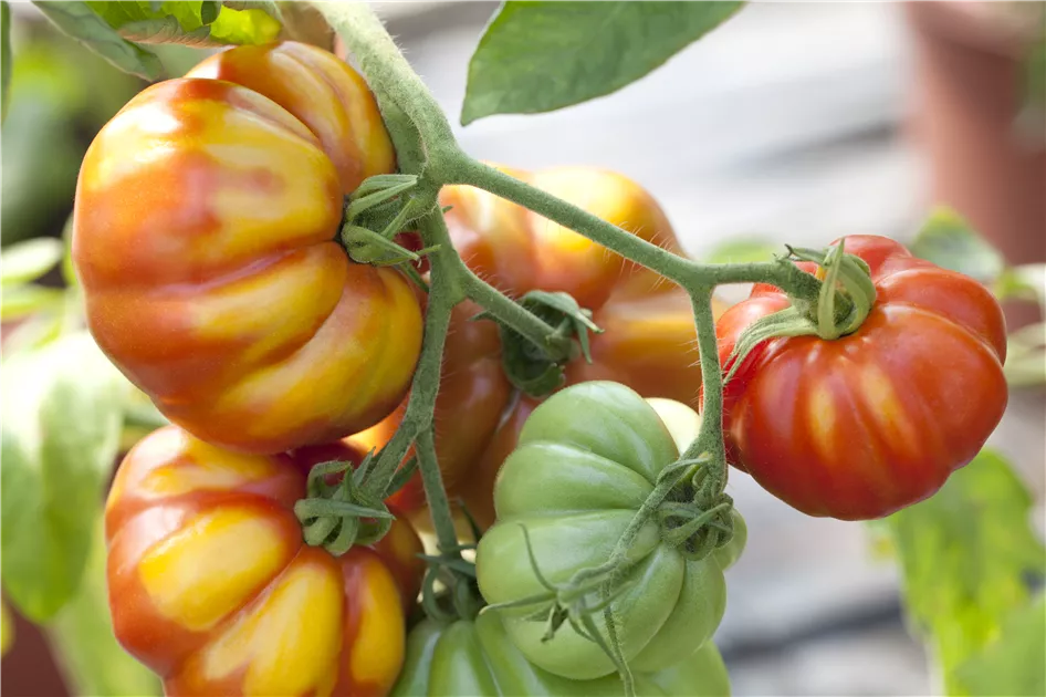 Griechische Balkontomate Samen – 10 Samen, Buschig & Kompakt – Ideal Für Topf Und Balkon, Süße Früchte
