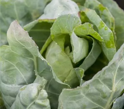 Brassica oleracea var. capitata Brassica oleracea var. capitata