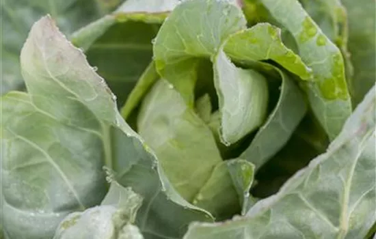Brassica oleracea var. capitata
