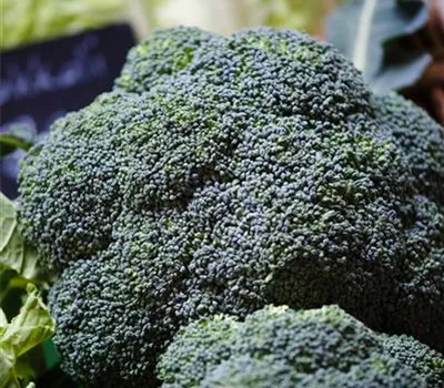 Brassica oleracea var. italica Brassica oleracea var. italica