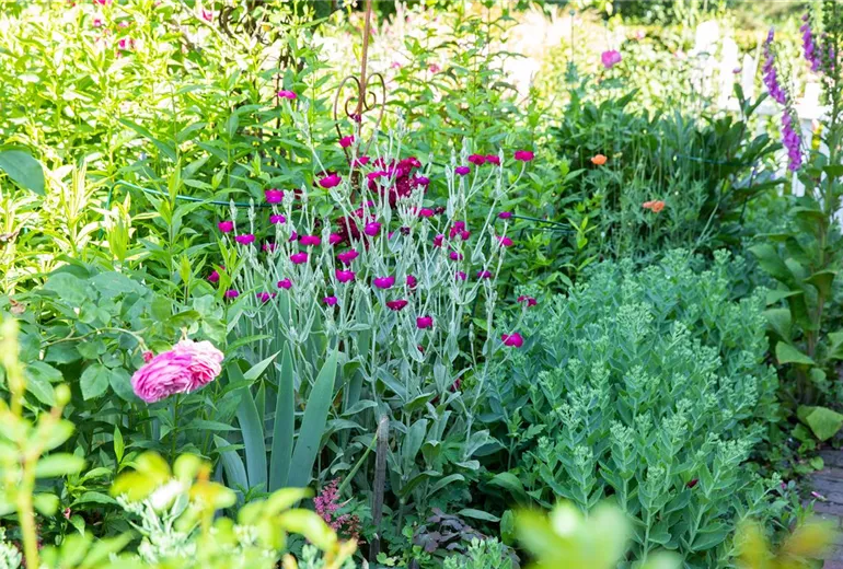 Lychnis coronaria Lychnis coronaria