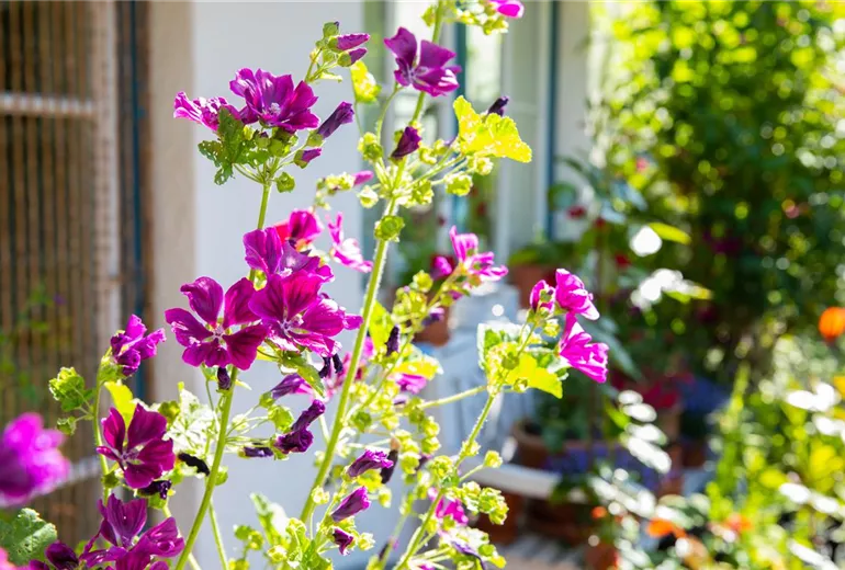 Malva sylvestris ssp. mauritiana Malva sylvestris ssp. mauritiana