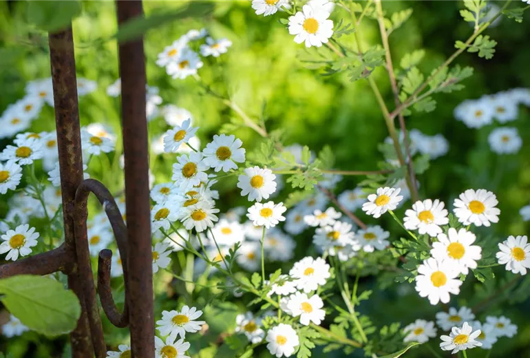 Arctanthemum arcticum Arctanthemum arcticum