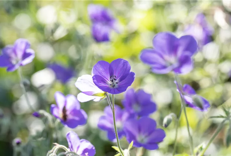 Geranium pratense Geranium pratense