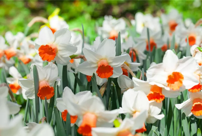 Narcissus cyclamineus Narcissus cyclamineus