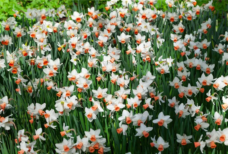 Narcissus cyclamineus Narcissus cyclamineus