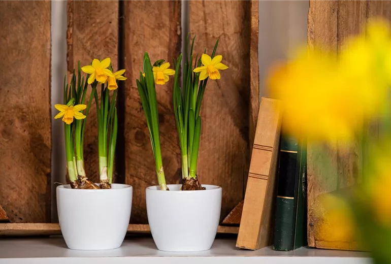 Narcissus pseudonarcissus, gelb