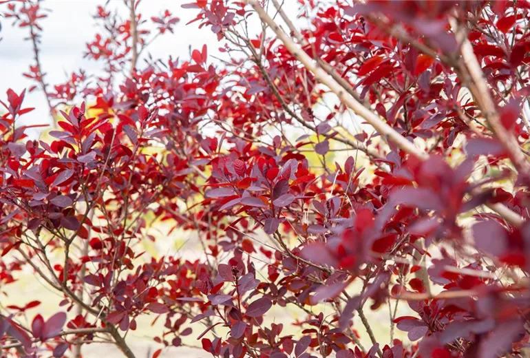 Cotinus coggygria, rot Cotinus coggygria, rot