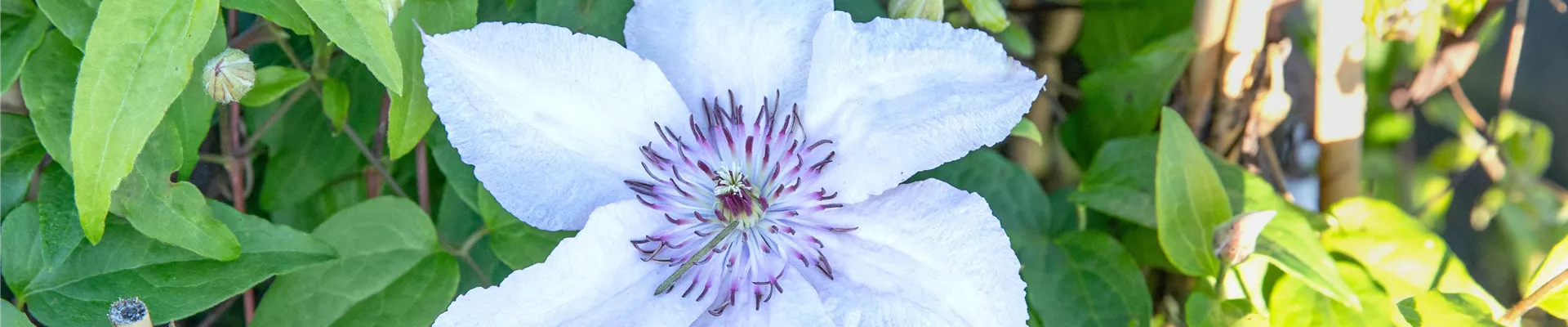 Clematis 'Justa' Clematis 'Justa'