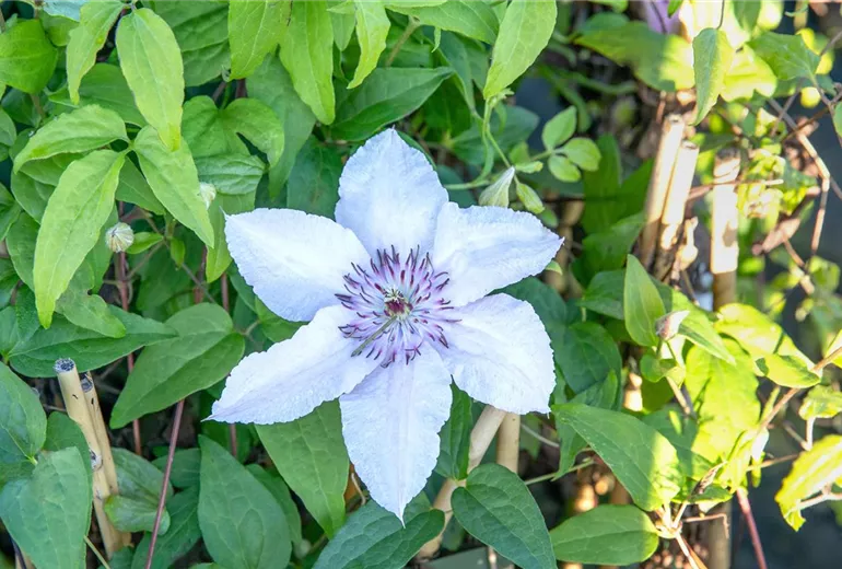 Clematis 'Justa' Clematis 'Justa'