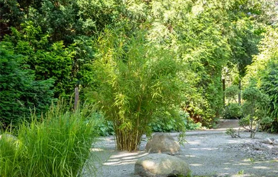 Bambus einpflanzen und asiatisches Flair ins Spiel bringen Bambus einpflanzen und asiatisches Flair ins Spiel bringen