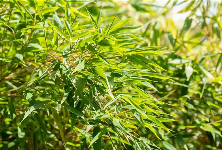 Fargesia nitida Fargesia nitida