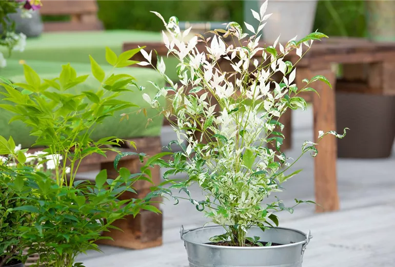 Nandina domestica 'Twilight' Nandina domestica 'Twilight'