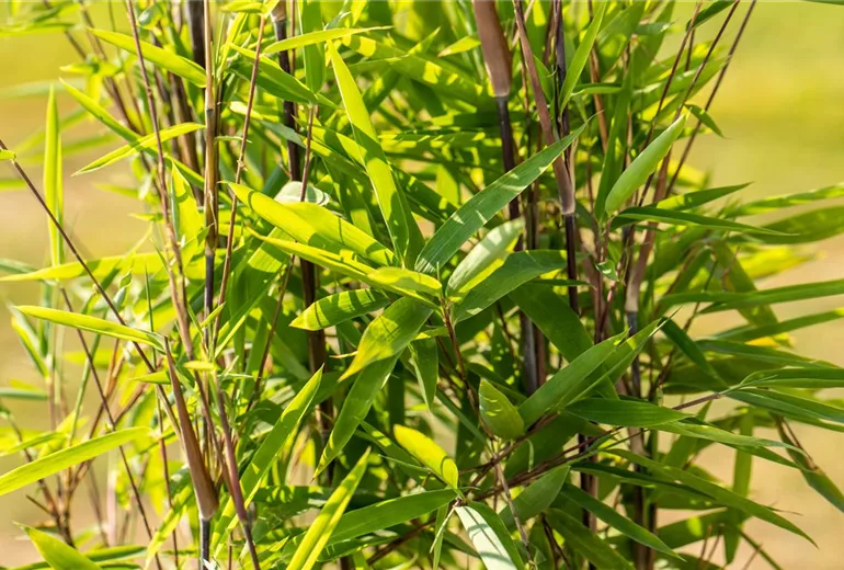 Fargesia nitida 'Black Pearl' Fargesia nitida 'Black Pearl'