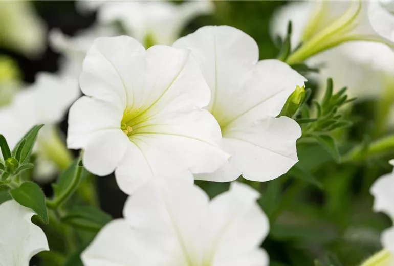 Petunia 'Bonnie White' Petunia 'Bonnie White'