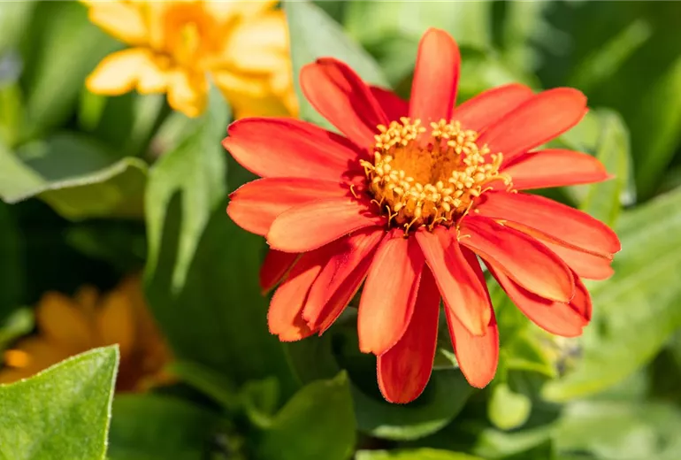 Zinnia marylandica, rot Zinnia marylandica, rot