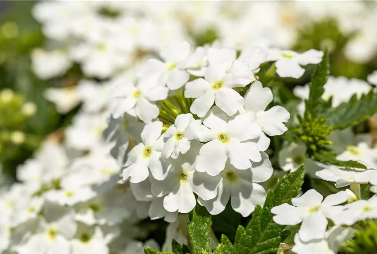 Verbena, weiß Verbena, weiß