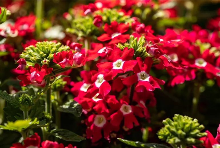 Verbena, rot Verbena, rot
