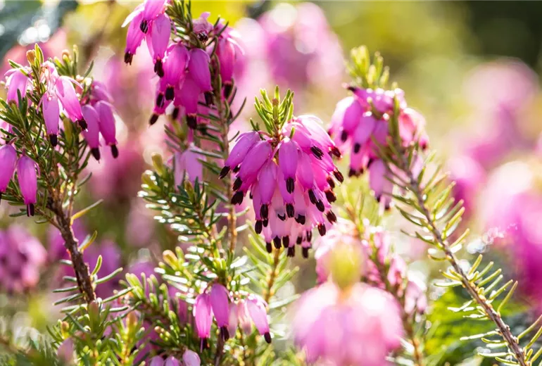 Erica carnea 'Gelderingen Gold' Erica carnea 'Gelderingen Gold'