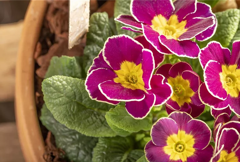 Primula vulgaris Primula vulgaris