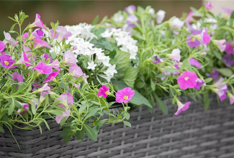 Calibrachoa, rosa Calibrachoa, rosa