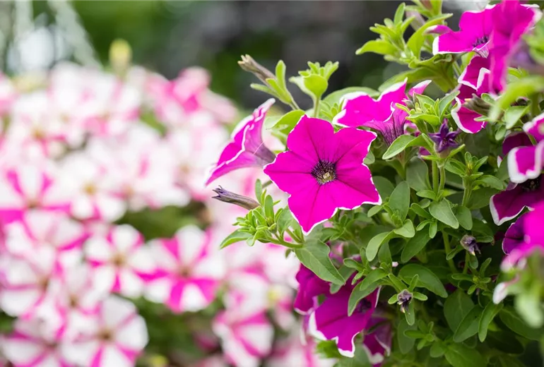 Petunia 'Surprise Magenta Halo' Petunia 'Surprise Magenta Halo'