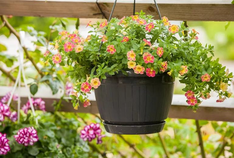 Calibrachoa Calibrachoa