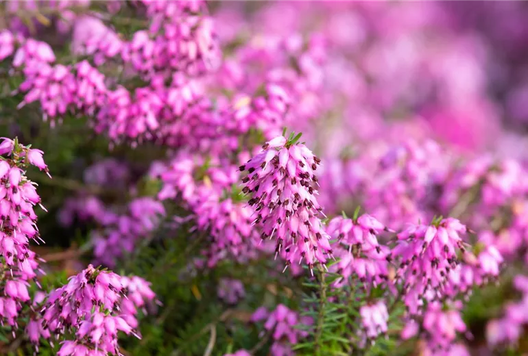 Erica carnea 'Martin' Erica carnea 'Martin'