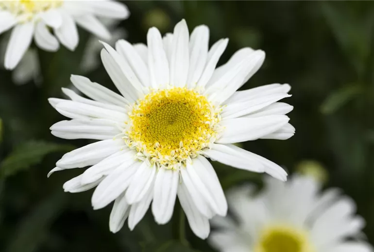 Leucanthemum x superbum 'Sweet Daisy Birdy' Leucanthemum x superbum 'Sweet Daisy Birdy'