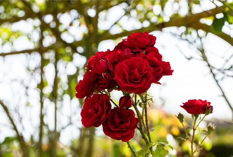 Kletterrose, rot Kletterrose, rot