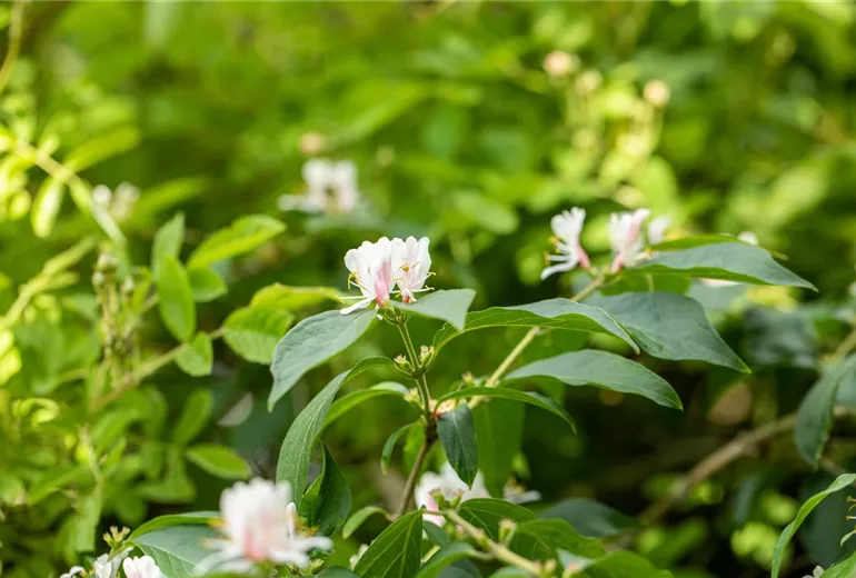 Lonicera morrowii Lonicera morrowii