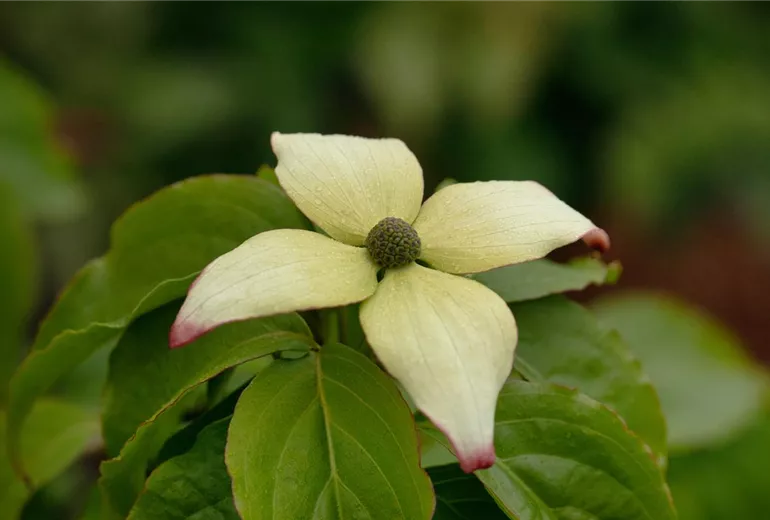 Cornus kousa chinensis 'Claudia' Cornus kousa chinensis 'Claudia'