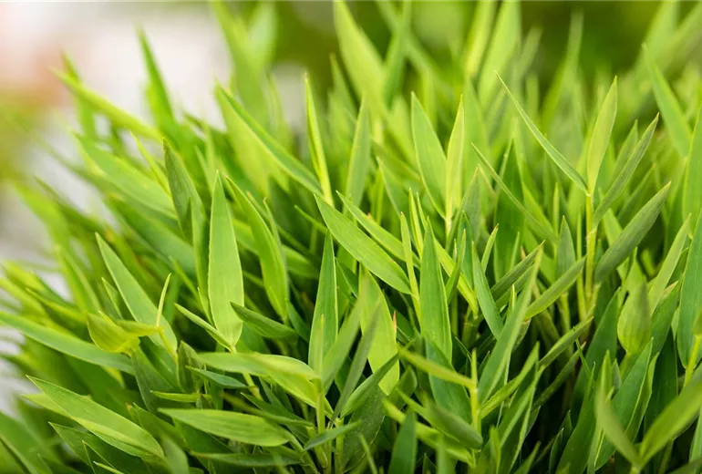 Pogonatherum paniceum 'Monica' Pogonatherum paniceum 'Monica'