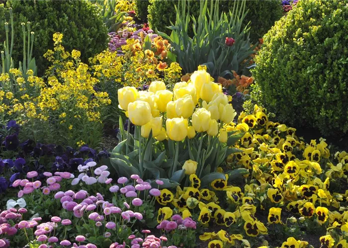 Zwiebel- und Knollenpflanzen pflegen leicht gemacht Zwiebel- und Knollenpflanzen pflegen leicht gemacht