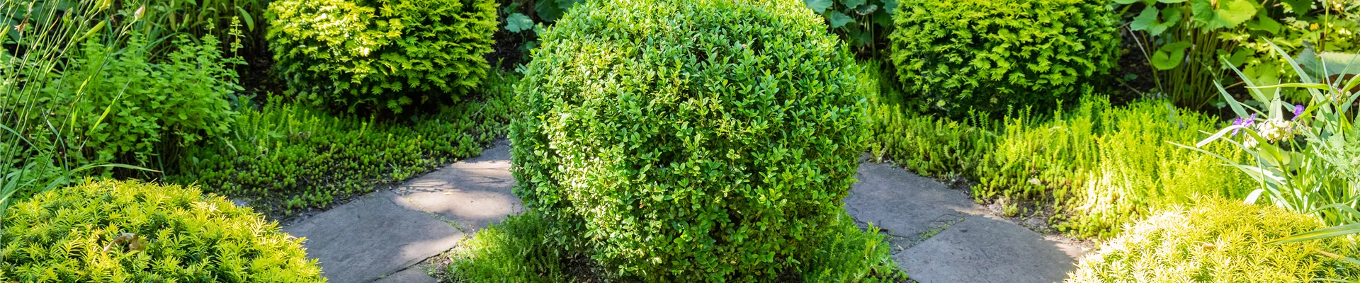 Buxus sempervirens, Kugel Buxus sempervirens, Kugel