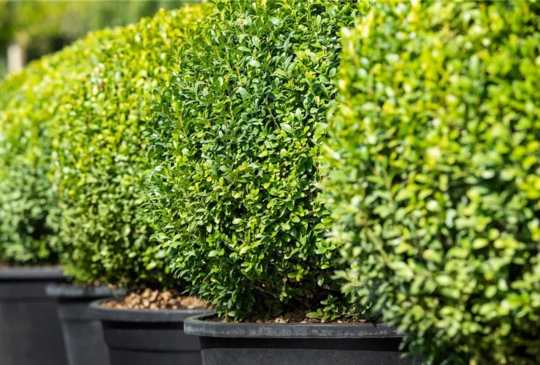 Buxus sempervirens var. arborescens, Kugel Buxus sempervirens var. arborescens, Kugel