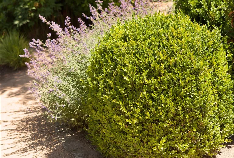 Buxus sempervirens var. arborescens, Kugel Buxus sempervirens var. arborescens, Kugel
