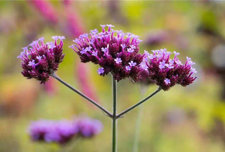 Verbena bonariensis 'Violetta' Verbena bonariensis 'Violetta'