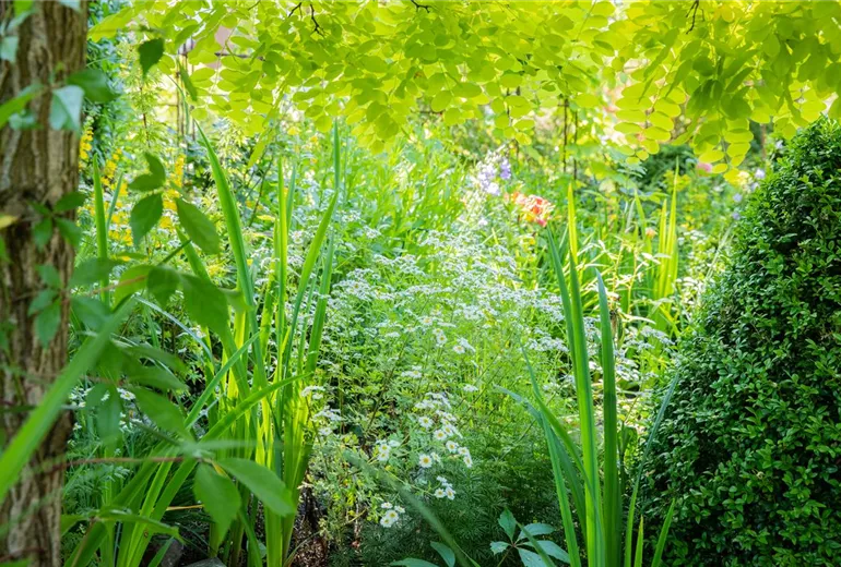 Arctanthemum arcticum Arctanthemum arcticum