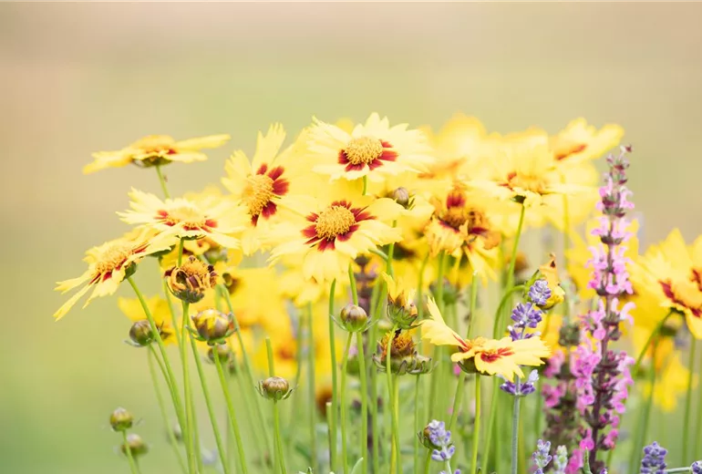 Coreopsis grandiflora, gelb Coreopsis grandiflora, gelb