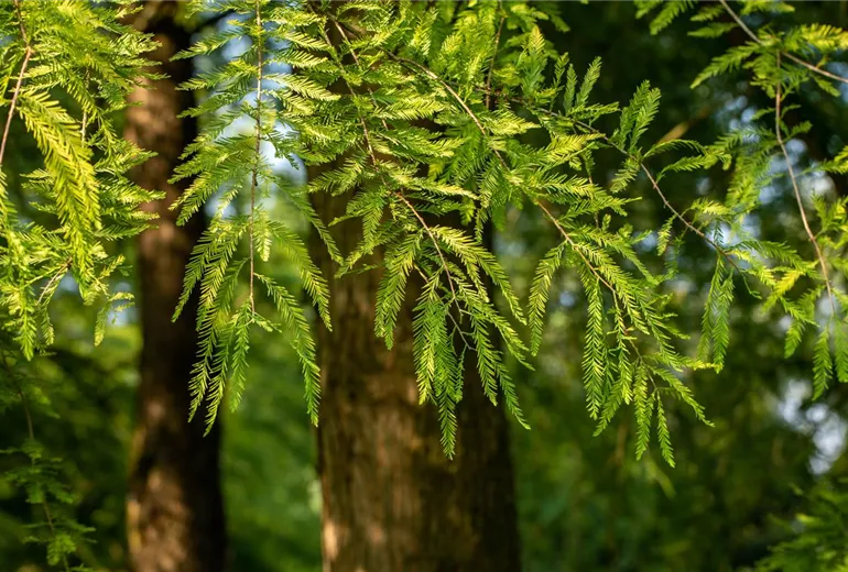 Taxodium distichum Taxodium distichum