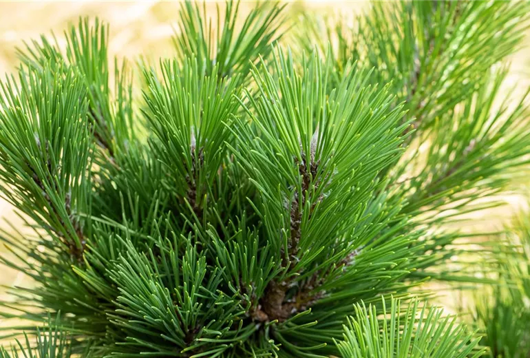 Pinus thunbergii 'Thunderhead' Pinus thunbergii 'Thunderhead'